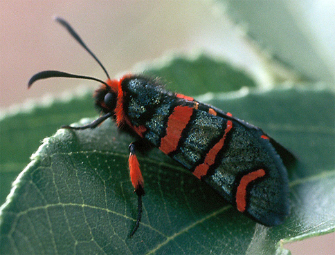 Chiavi di identificazione degli Zygaenidae d''Italia